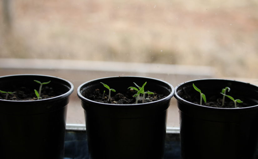 Tomato Starter Plants